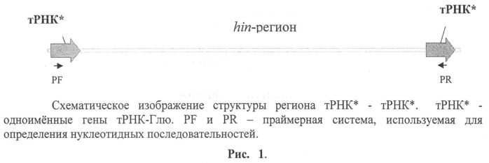 Способ идентификации и дифференциации прокариотических организмов (патент 2486251)