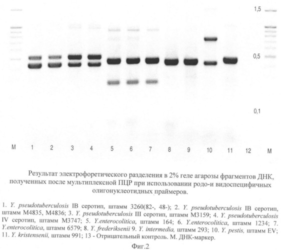 Набор родо- и видоспецифичных олигонуклеотидных праймеров для детекции и видовой идентификации иерсиний методом мультиплексной полимеразной цепной реакции (патент 2354700)