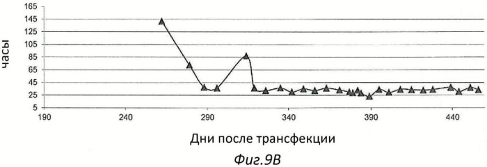 Иммортализованная клеточная линия птиц (патент 2475536)