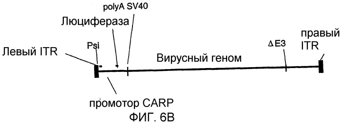 Последовательность, расположенная выше гена carp, вектор, содержащий эту последовательность, и их использование (патент 2283865)