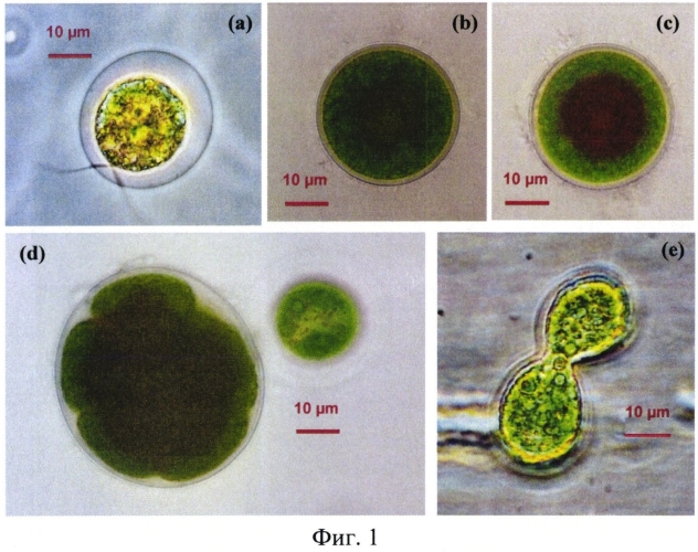 Штамм микроводоросли haematococcus pluvialis - продуцент натурального астаксантина (патент 2573944)