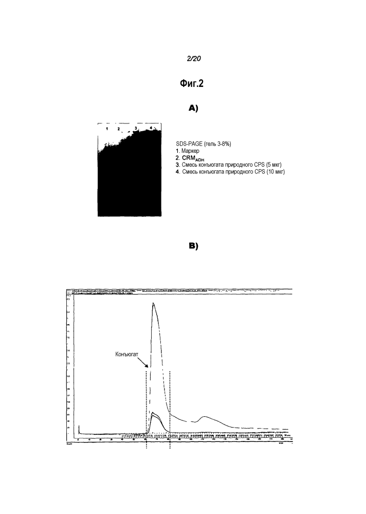 Конъюгация капсульных полисахаридов staphylococcus aureus типа 5 и типа 8 (патент 2603267)