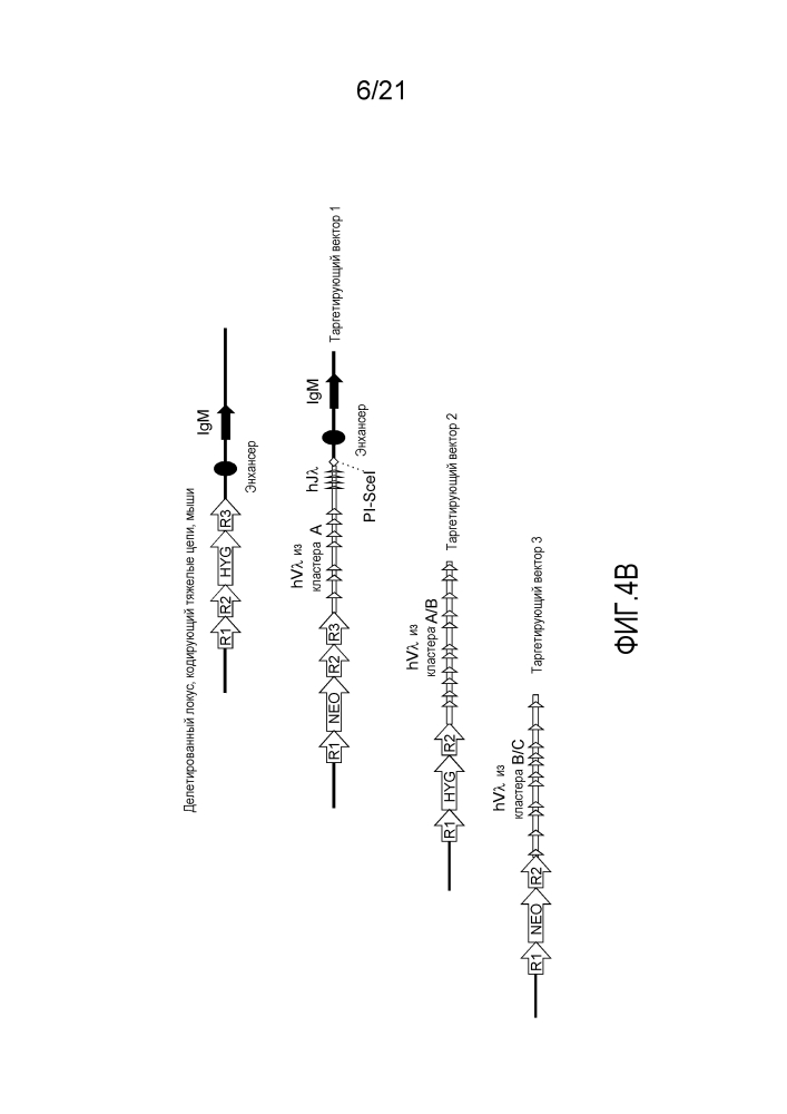 Мыши, у которых вырабатываются связывающие белки, содержащие vl-домены (патент 2612903)