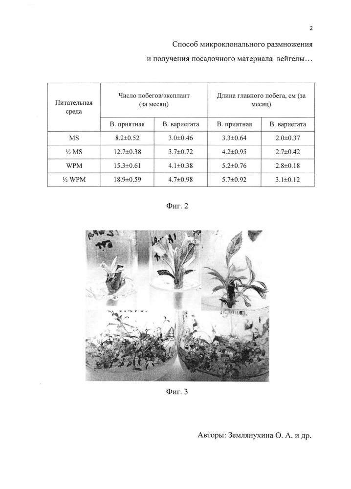 Способ микроклонального размножения и получения посадочного материала вейгелы приятной (weigela suavis (ком.) l.h.bailey) и вейгелы цветущей "вариегата" (weigela florida "variegata" bunge a. dc.) (патент 2634431)