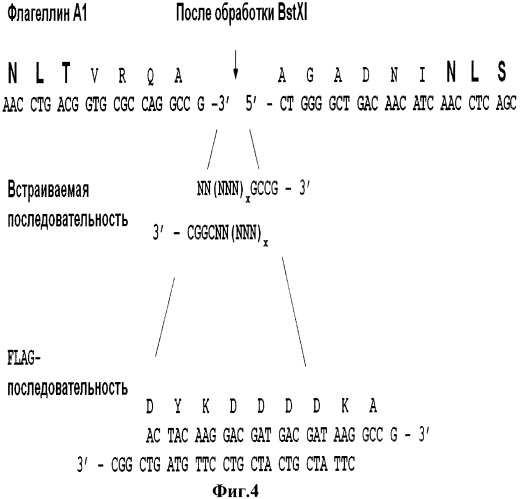 Способ получения наноструктурированного материала на основе рекомбинантных жгутиков архей (патент 2522833)