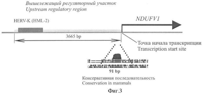 Промотор для тканеспецифической экспрессии генов в герминальных тканях млекопитающих (патент 2459870)