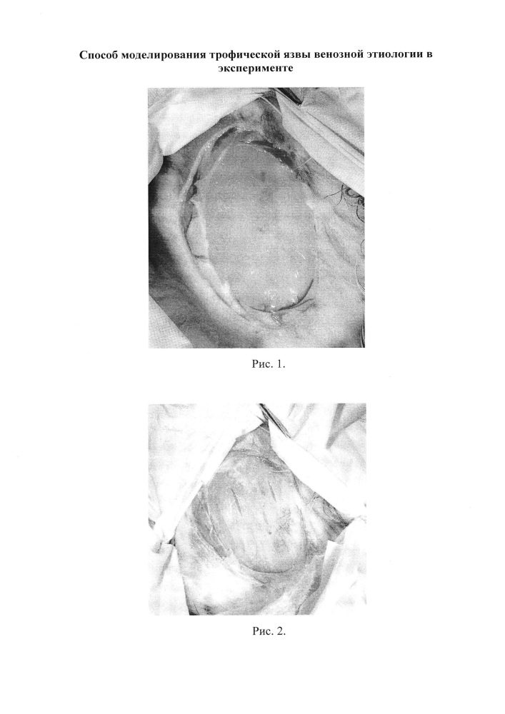 Способ моделирования трофической язвы венозной этиологии в эксперименте (патент 2618653)