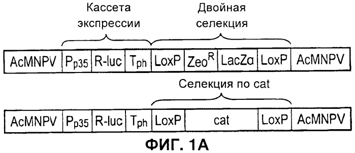 Векторы (патент 2569183)