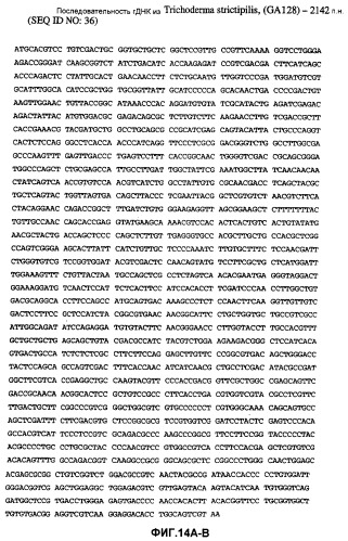 Глюкоамилаза trichoderma reesei и ее гомологи (патент 2394101)