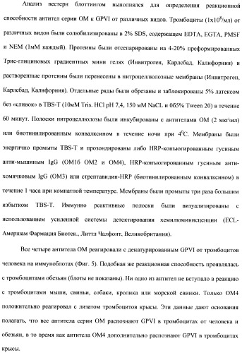 Антитела к гликопротеину vi и способы продуцирования и использования этих антител (патент 2407752)