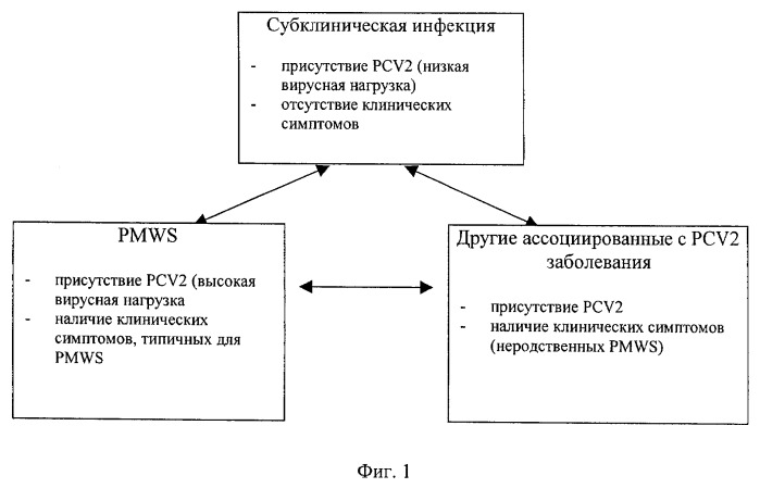 Предупреждение и лечение субклинической формы болезней, вызываемых цирковирусом свиней (pcvd) (патент 2520759)