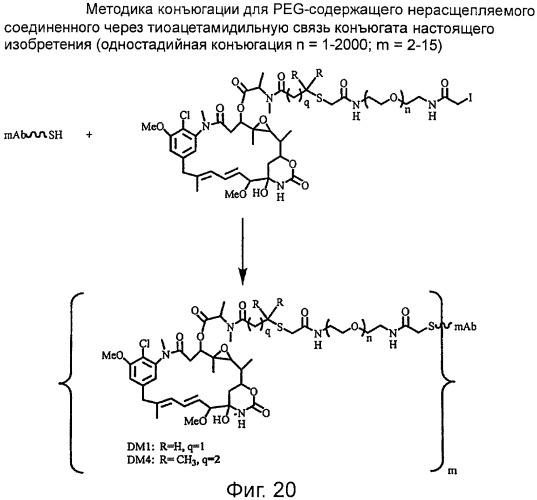 Высокоэффективные конъюгаты и гидрофильные сшивающие агенты (линкеры) (патент 2487877)