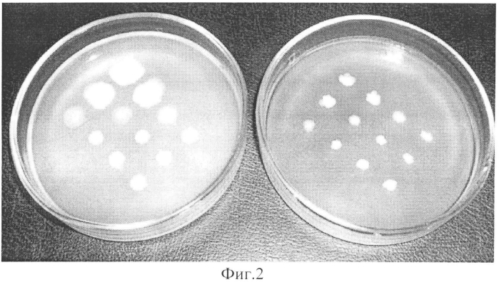 Способ определения сапрофитных бактерий, стимулирующих рост listeria monocytogenes в морских микробных сообществах (патент 2572572)