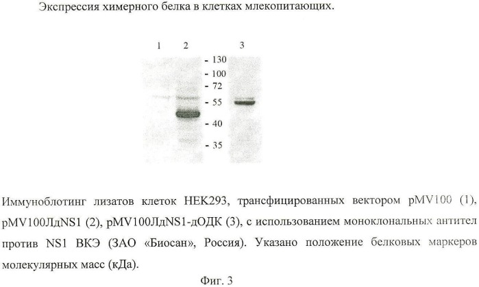 Рекомбинантная бактерийная плазмида, экспрессирующая белок патогена и биологически активный фрагмент орнитиндекарбоксилазы в клетках млекопитающих, предназначенная для разработки средств профилактики вирусных инфекционных заболеваний (на примере вируса клещевого энцефалита) (патент 2425881)