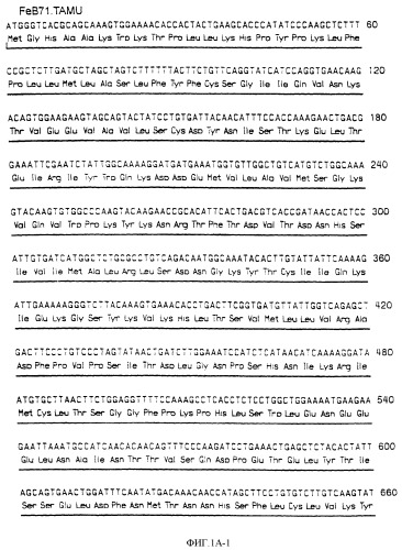 Нуклеиновые кислоты, кодирующие рецептор ctla-4 кошки, вектор, клетки-хозяева, вакцины, олигонуклеотиды, полипептиды ctla-4 кошки и способы индукции и подавления иммунного ответа у кошки (патент 2377302)