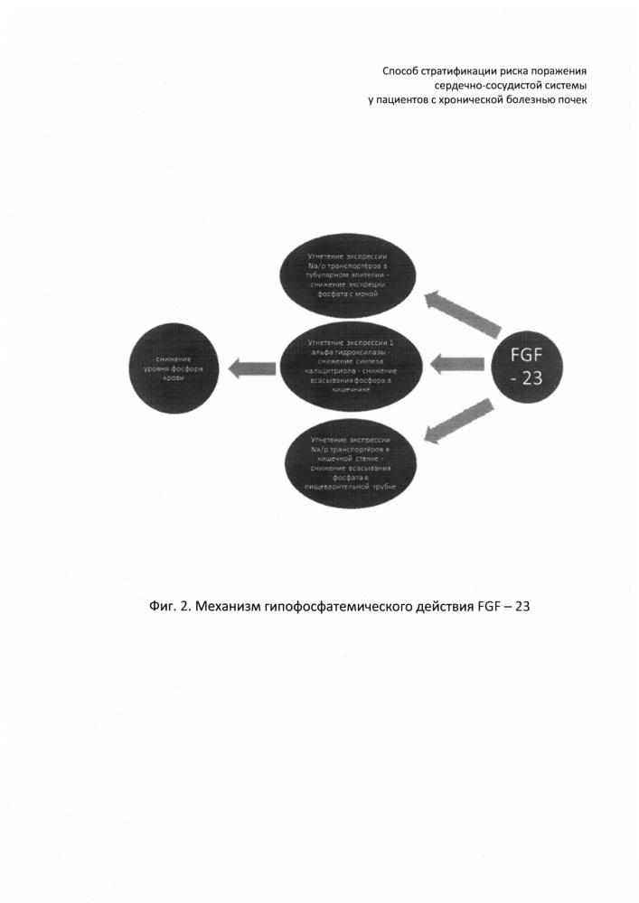 Способ стратификации риска поражения сердечно-сосудистой системы у пациентов с хронической болезнью почек (патент 2634573)