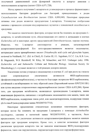 Бактерия, принадлежащая к роду pantoea, - продуцент l-аспартата или метаболита, являющегося производным l-аспартата, и способ получения l-аспартата или метаболита, являющегося производным l-аспартата (патент 2411289)