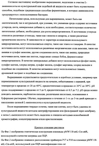 Способ получения l-треонина с использованием бактерии, принадлежащей к роду escherichia, в которой инактивирован ген fhua (патент 2333955)