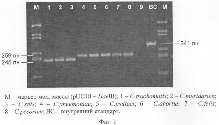 Способ дифференциальной диагностики представителей семейства chlamydiaceae (патент 2245370)
