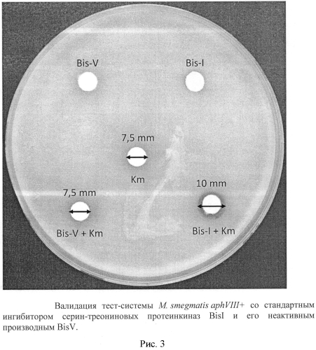 Тест-система mycobacterium smegmatis aphviii+ для скрининга ингибиторов серин-треониновых протеинкиназ эукариотического типа (патент 2566998)