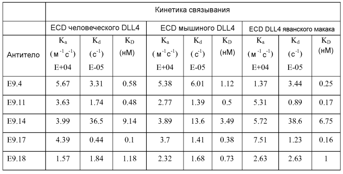 Терапевтические dll4-связывающие белки (патент 2570639)