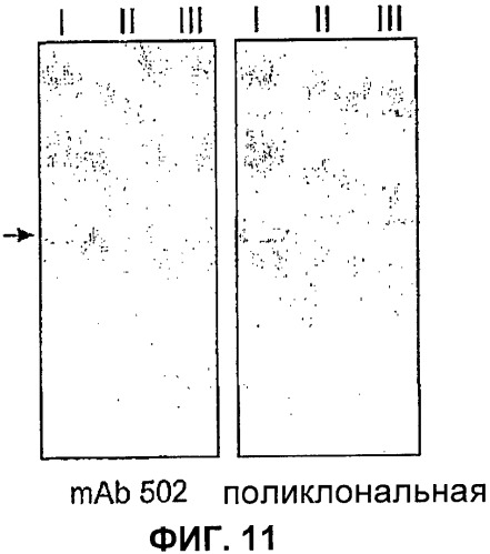 Домены и эпитопы менингококкового белка nmb1870 (патент 2375374)