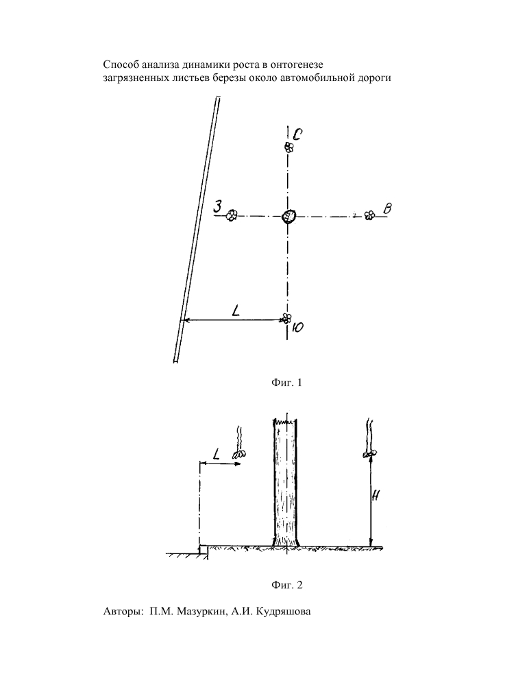 Способ анализа динамики роста в онтогенезе загрязненных листьев березы около автомобильной дороги (патент 2597643)