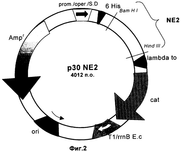 Рекомбинантная плазмидная днк p30ne2, кодирующая 181-аминокислотный n-концевой фрагмент гликопротеина e2 вируса классической чумы свиней и обеспечивающая его экспрессию в клетках бактерий e.coli (патент 2250263)