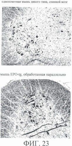 Ее3-семейство белков и соответствующие днк-последовательности (патент 2333918)