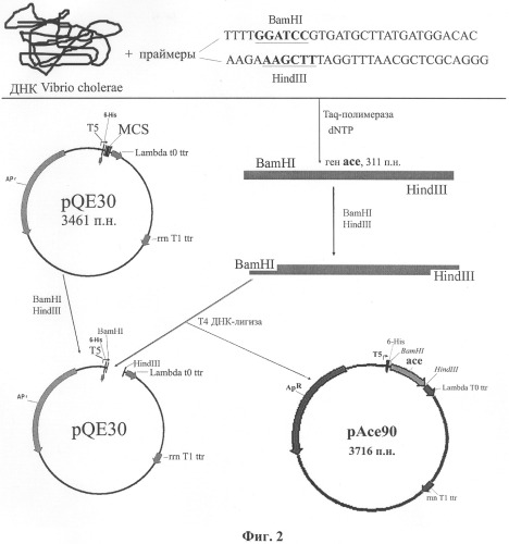 Рекомбинантная плазмида, экспрессирующая клонированный ген ace vibrio cholerae и штамм escherichia coli-продуцент accessory cholerae enterotoxin vibrio cholerae (патент 2313576)