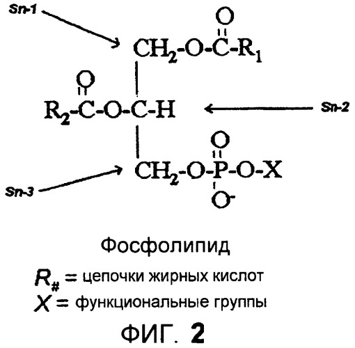 Получение триацилглицеролов из камедей (патент 2456338)