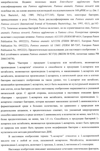 Бактерия, принадлежащая к роду pantoea, - продуцент l-аспартата или метаболита, являющегося производным l-аспартата, и способ получения l-аспартата или метаболита, являющегося производным l-аспартата (патент 2411289)