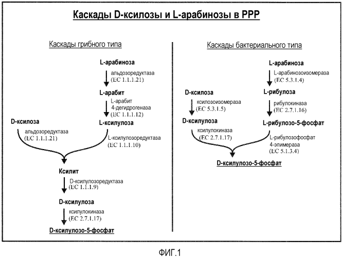 Микроорганизм, экспрессирующий ксилозоизомеразу (патент 2553537)