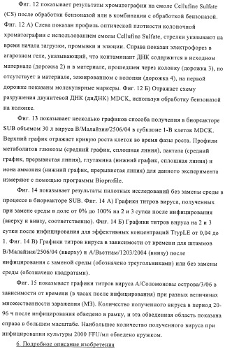 Линии клеток почки собаки майдин-дэрби (mdck), поддерживающие рост вирусов до высоких титров, и способ применения этих клеток в биореакторе (патент 2487935)