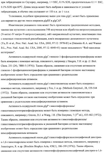 Способ получения l-аминокислот с использованием бактерии, принадлежащей к роду escherichia, в которой разрушен путь биосинтеза гликогена (патент 2315809)