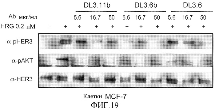 Антитела к her (патент 2504553)