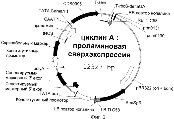 Растения с повышенной урожайностью и способ их получения (патент 2377306)