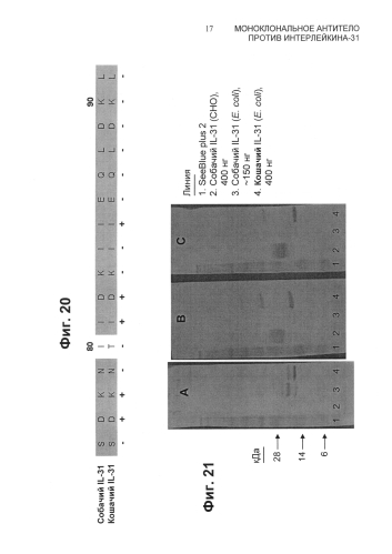 Моноклональное антитело против интерлейкина-31 (патент 2588462)