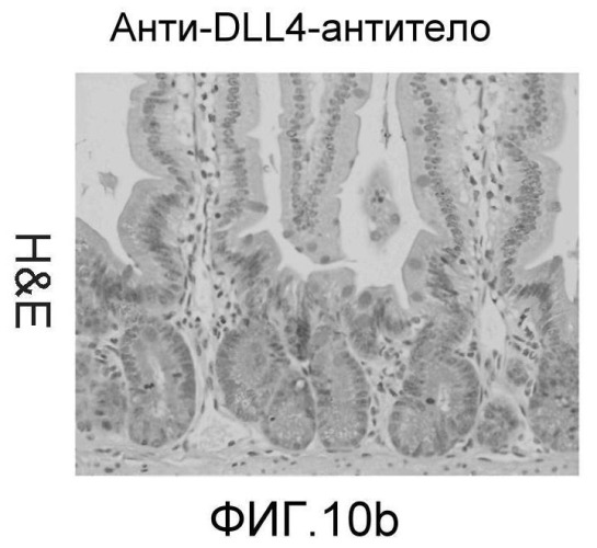 Антитела против dll4 и способы их применения (патент 2415869)
