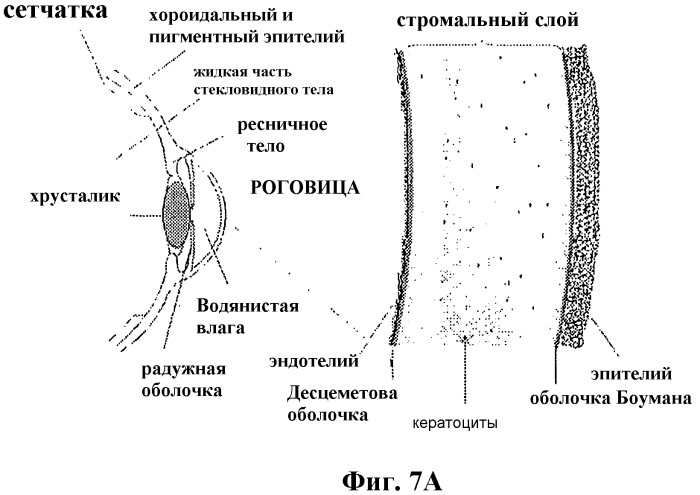 Перенос генов, опосредованный лентивирусным вектором, и их использование (патент 2288742)