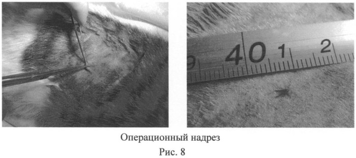 Способ овариогистерэктомии кошек по боковому доступу (патент 2396923)