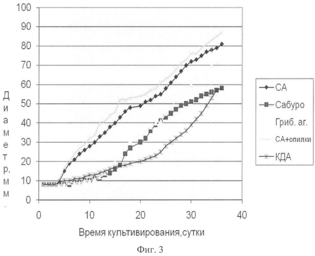 Штамм базидиомицета fomitopsis tyv-2006, используемый для получения противоопухолевых препаратов (патент 2360960)