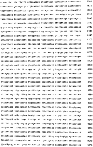 Бактериофаг, обладающий активностью против pseudomonas aeruginosa, белки бактериофага и способы их применения (патент 2580248)