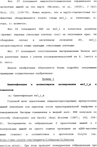Ее3-семейство белков и соответствующие днк-последовательности (патент 2333918)