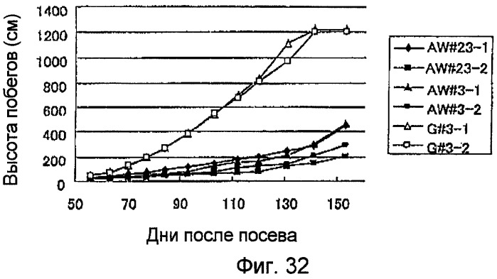 Растительные клетки и организмы растений с модифицированным клеточным ростом, развитием и дифференцировкой (патент 2349642)