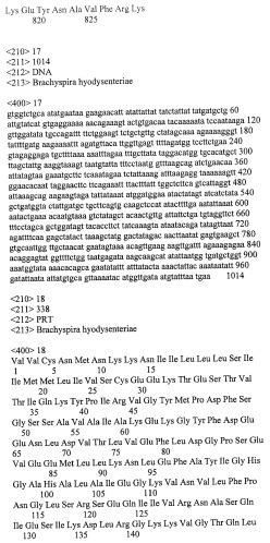 Гены и белки brachyspira hyodysenteriae и их применение (патент 2440369)