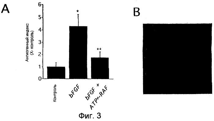 Способы и композиции, применимые для модуляции ангиогенеза с использованием протеинкиназы raf и ras (патент 2257911)