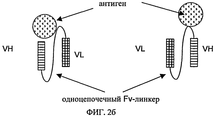 Три- или тетраспецифические антитела (патент 2570633)