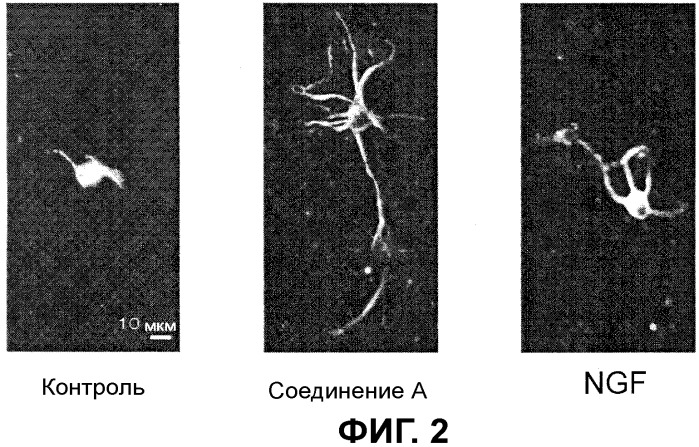 Стимулятор образования нейритов (патент 2442582)