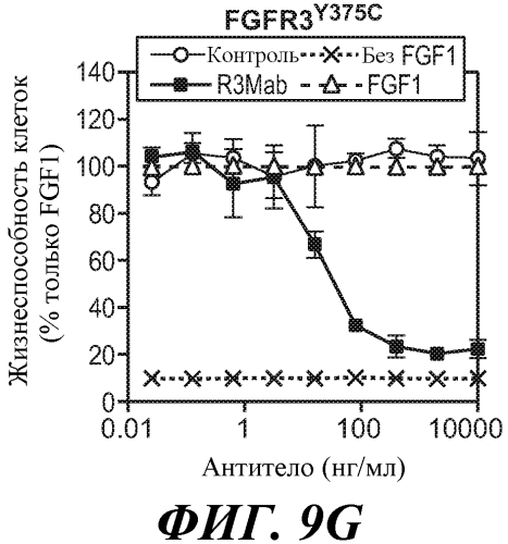 Антитела против fgfr3 и способы их применения (патент 2568066)